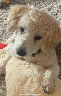 z (Courtesy Listing) Mojo, a Adoptable mixed breed in Encinitas, CA image 2/5