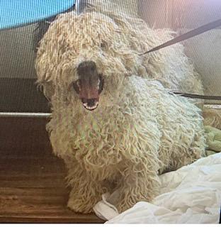 z (Courtesy Listing) Mojo