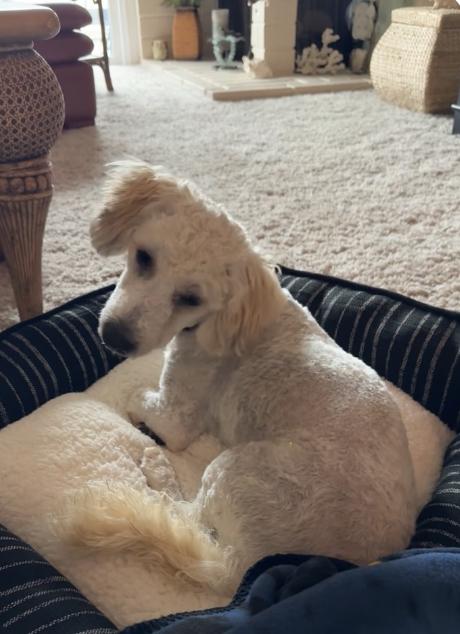 z (Courtesy Listing) Mojo