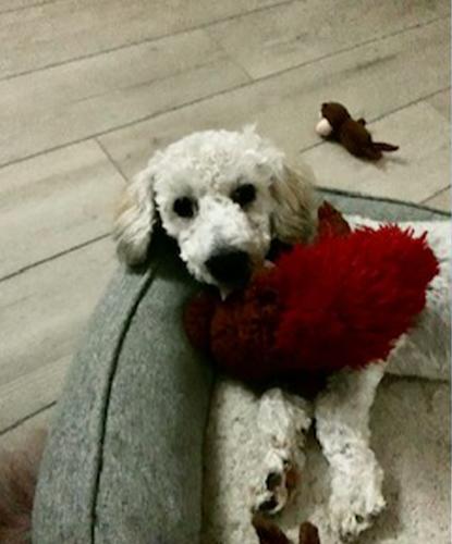 z (Courtesy Listing) Mojo, Adoptable, Young Male Poodle.