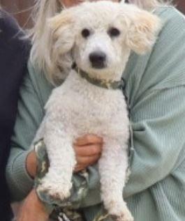 z (Courtesy Listing) Mojo, a Adoptable mixed breed in Encinitas, CA image 3/5