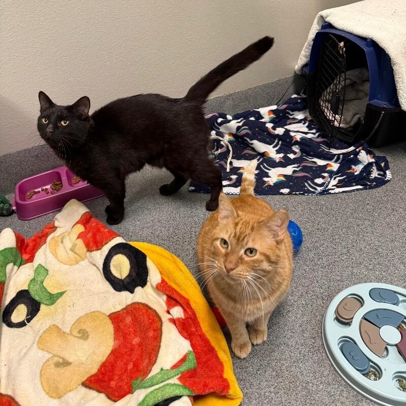 Enlarge Floyd, a Adoptable Domestic Short Hair in Westminster, CO image 1/6