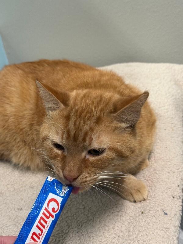 Enlarge Floyd, a Adoptable Domestic Short Hair in Westminster, CO image 2/6