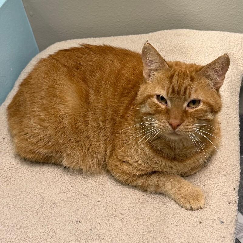Enlarge Floyd, a Adoptable Domestic Short Hair in Westminster, CO image 3/6