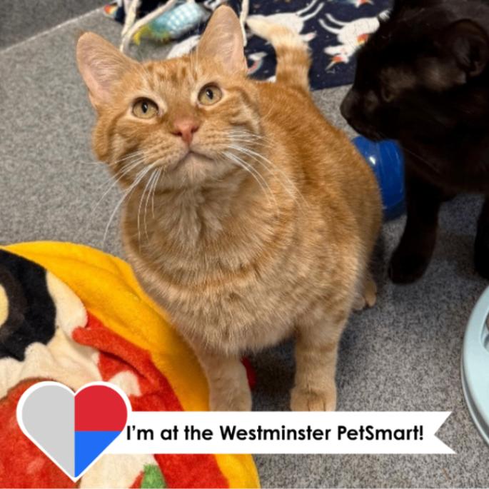 Enlarge Floyd, a Adoptable Domestic Short Hair in Westminster, CO image 4/6