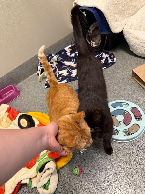 Enlarge Floyd, a Adoptable Domestic Short Hair in Westminster, CO image 5/6