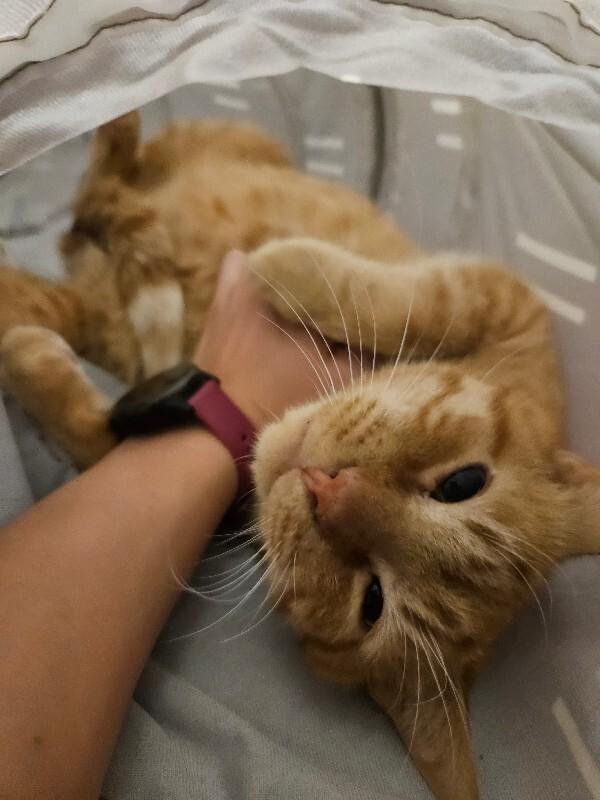 Enlarge Floyd, a Adoptable Domestic Short Hair in Westminster, CO image 6/6
