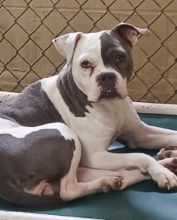 Zoe, Adoptable, Adult Female Boxer & Pit Bull Terrier.