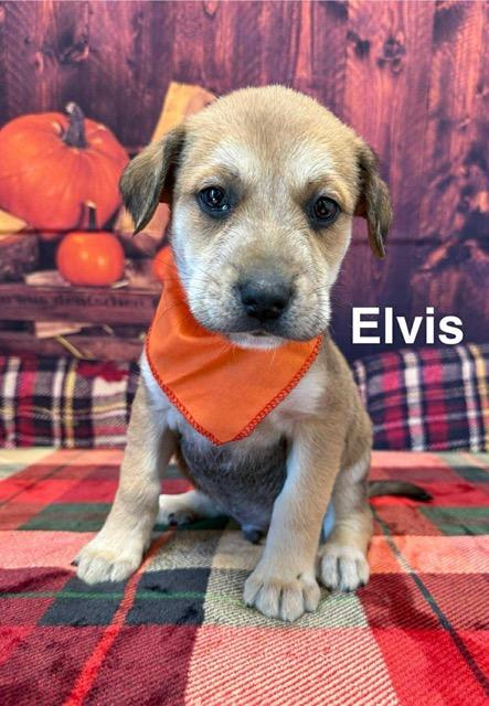 Elvis