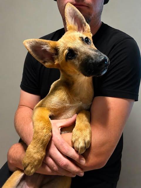 Aires, Adoptable, Puppy Male German Shepherd Dog.