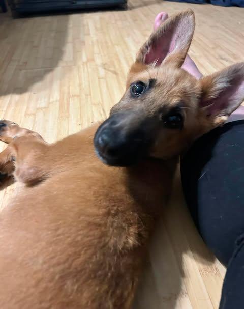 Enlarge Aires, a Adoptable German Shepherd Dog in Palm Harbor, FL image 2/3