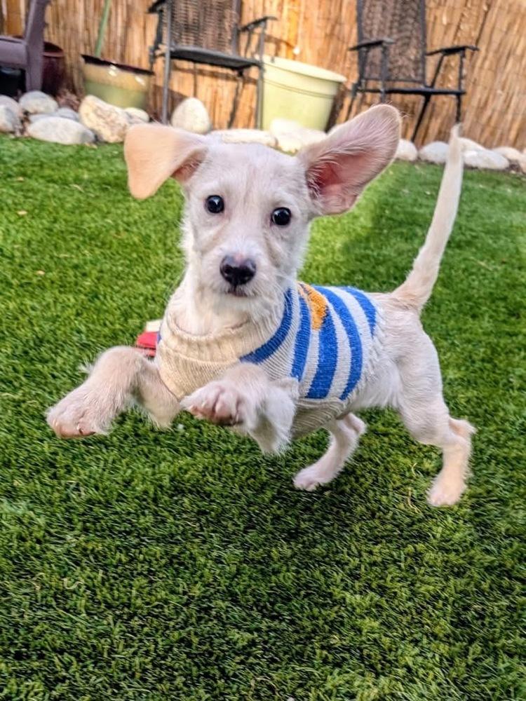 Enlarge Rony, a Adoptable mixed breed in Denver, CO image 1/6