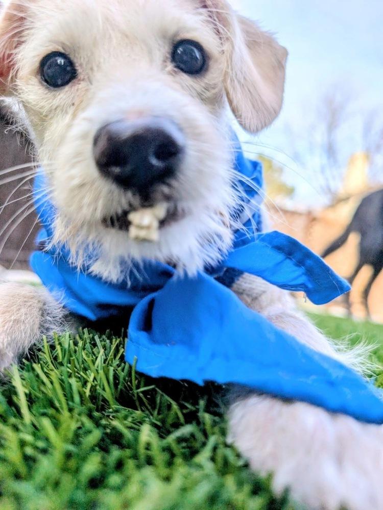 Enlarge Rony, a Adoptable mixed breed in Denver, CO image 2/6