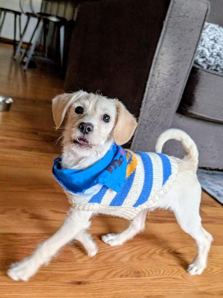 Enlarge Rony, a Adoptable mixed breed in Denver, CO image 3/6