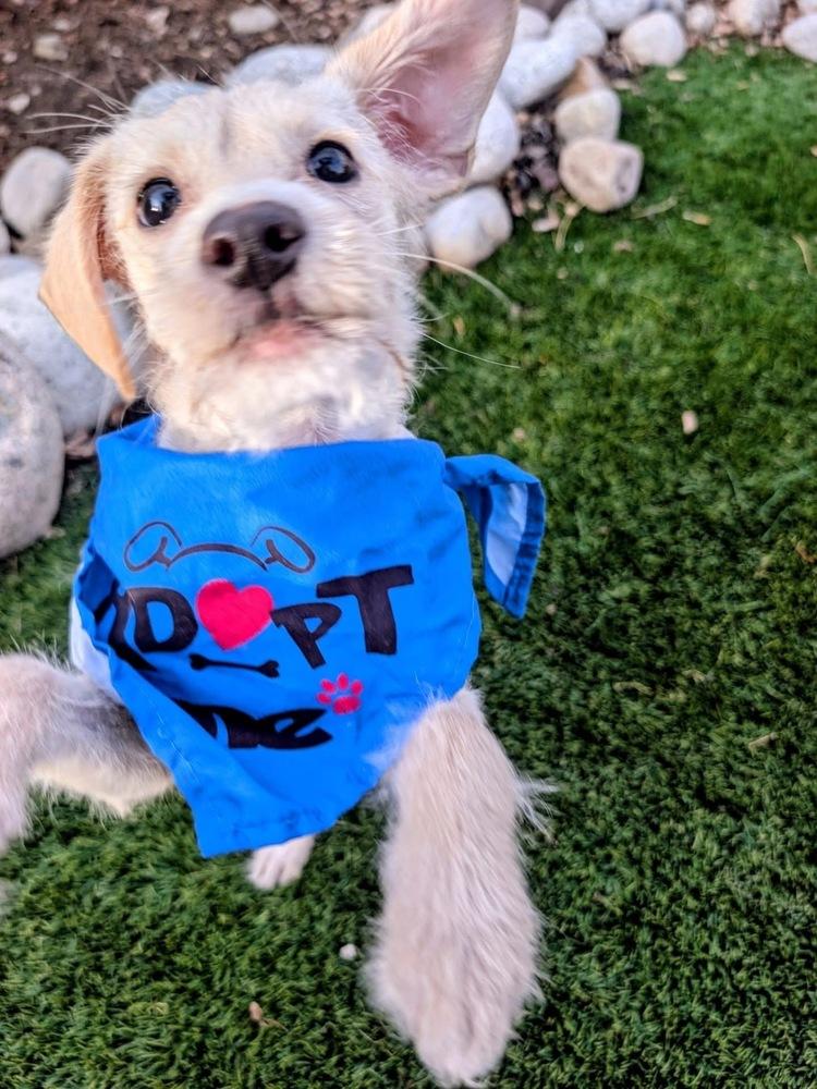 Enlarge Rony, a Adoptable mixed breed in Denver, CO image 4/6