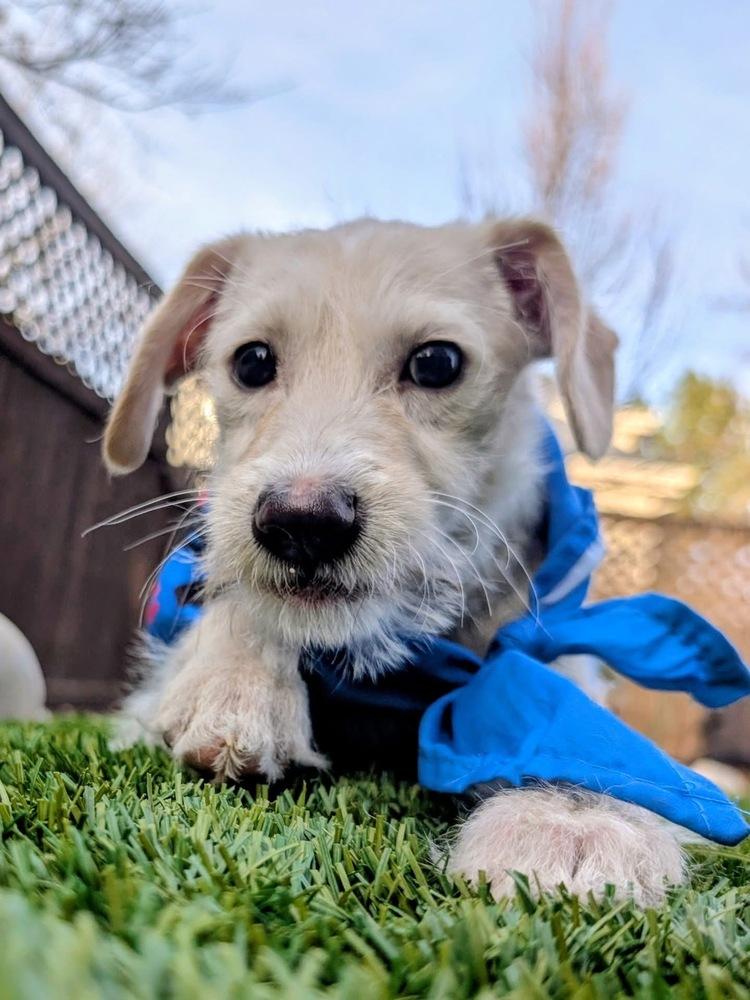 Enlarge Rony, a Adoptable mixed breed in Denver, CO image 5/6
