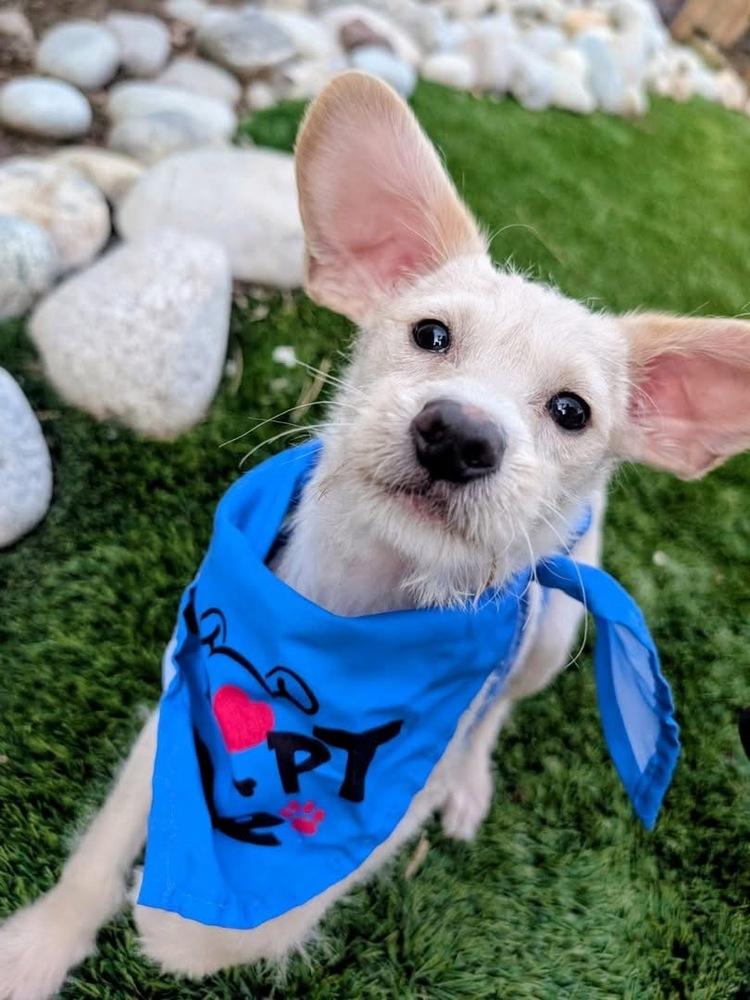 Enlarge Rony, a Adoptable mixed breed in Denver, CO image 6/6