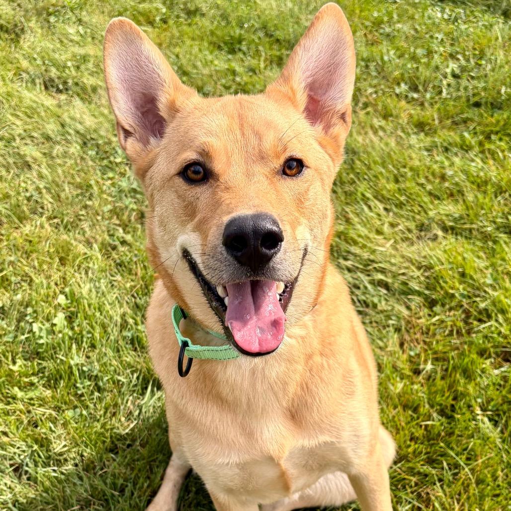 Archer, Adoptable, Adult Male Mixed Breed.