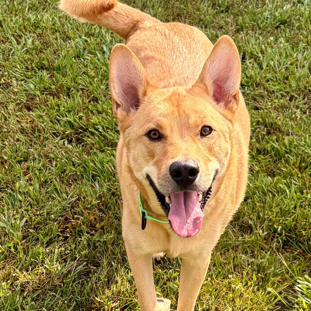 Enlarge Archer, a Adoptable Mixed Breed in Pekin, IL image 3/6