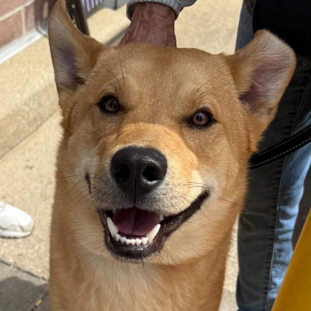 Enlarge Archer, a Adoptable Mixed Breed in Pekin, IL image 4/6