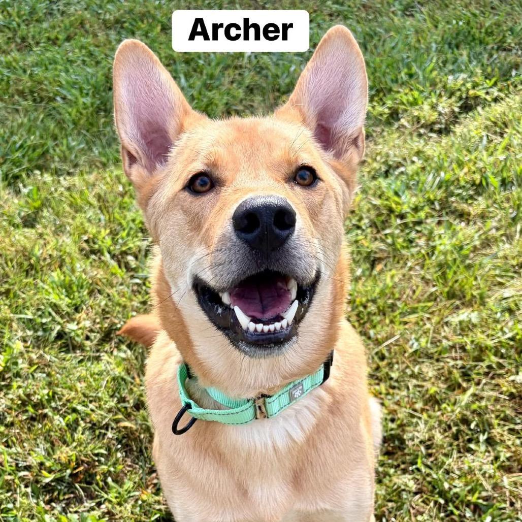 Enlarge Archer, a Adoptable Mixed Breed in Pekin, IL image 5/6