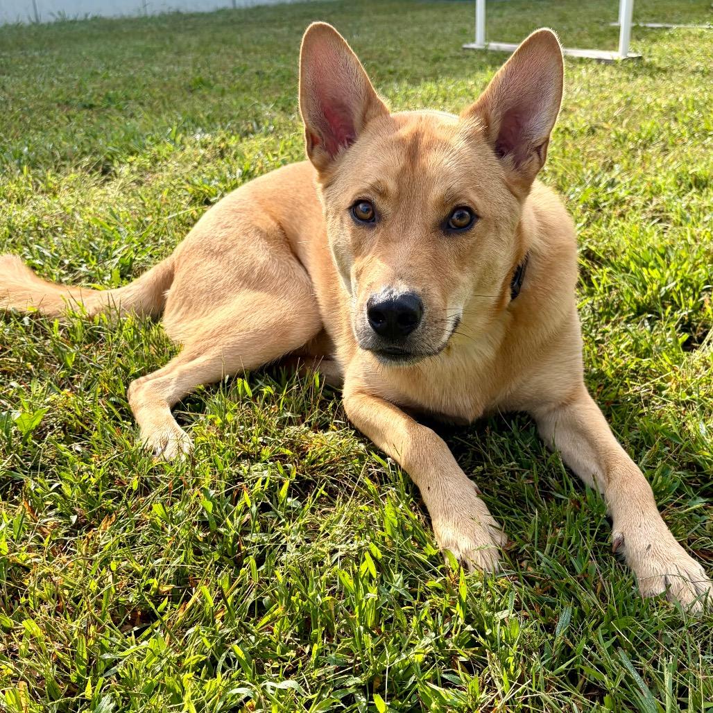 Enlarge Archer, a Adoptable Mixed Breed in Pekin, IL image 6/6