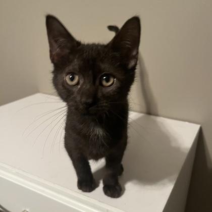 Butterfree, Adoptable, Kitten Female Domestic Short Hair.