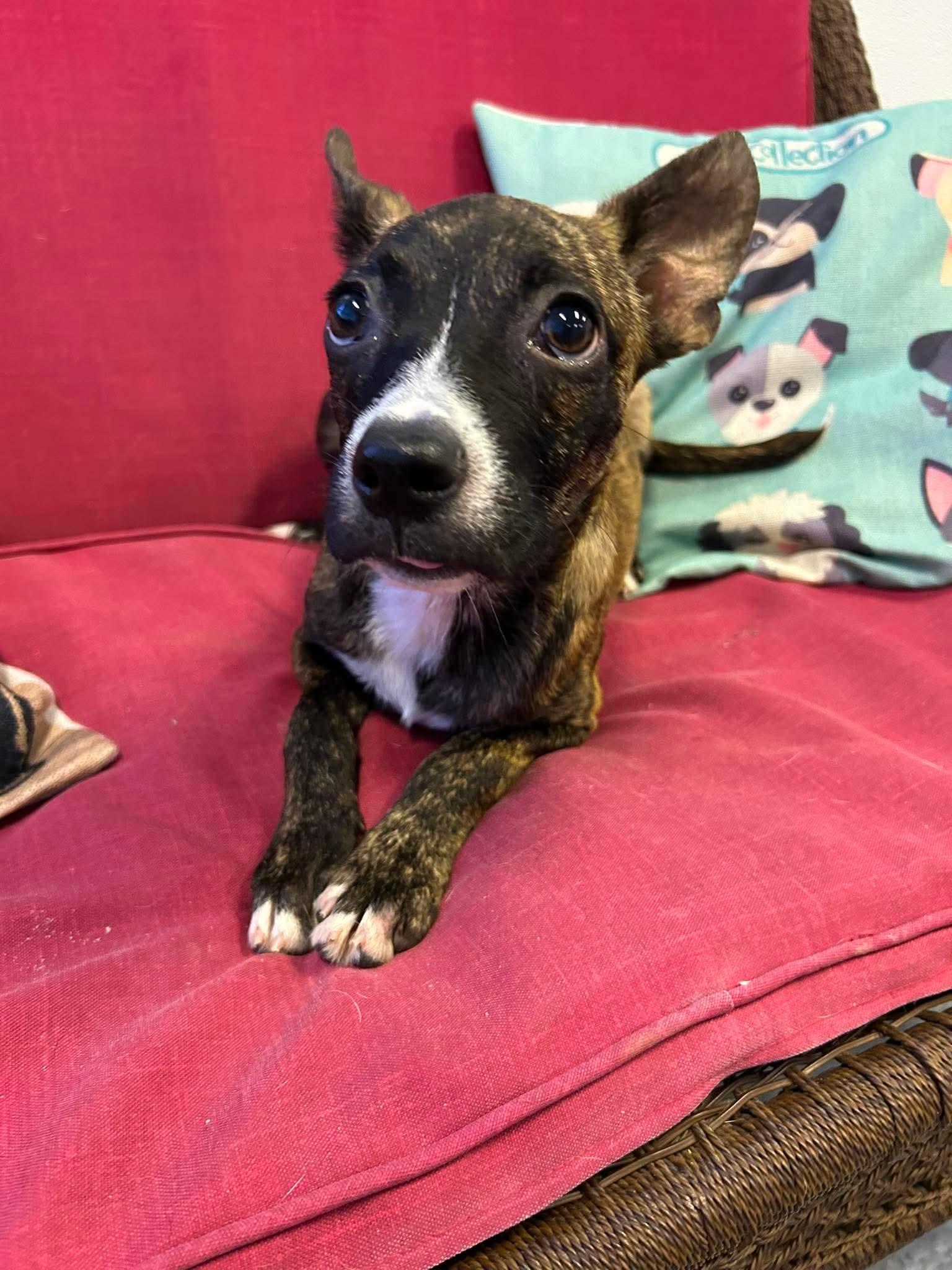 Jolene, Adoptable, Young Female Boston Terrier.