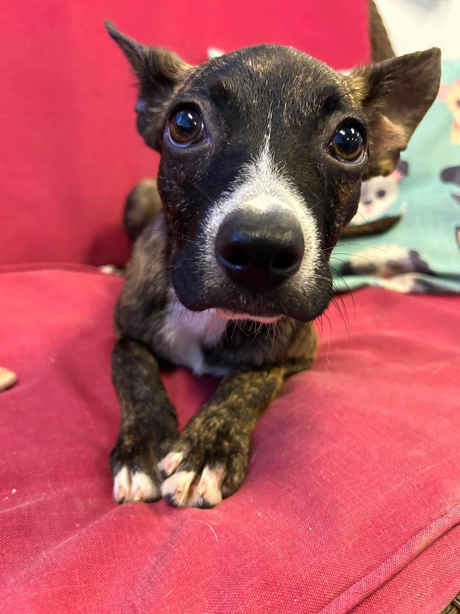 Enlarge Jolene, a Adoptable Boston Terrier in Steeleville, IL image 2/3