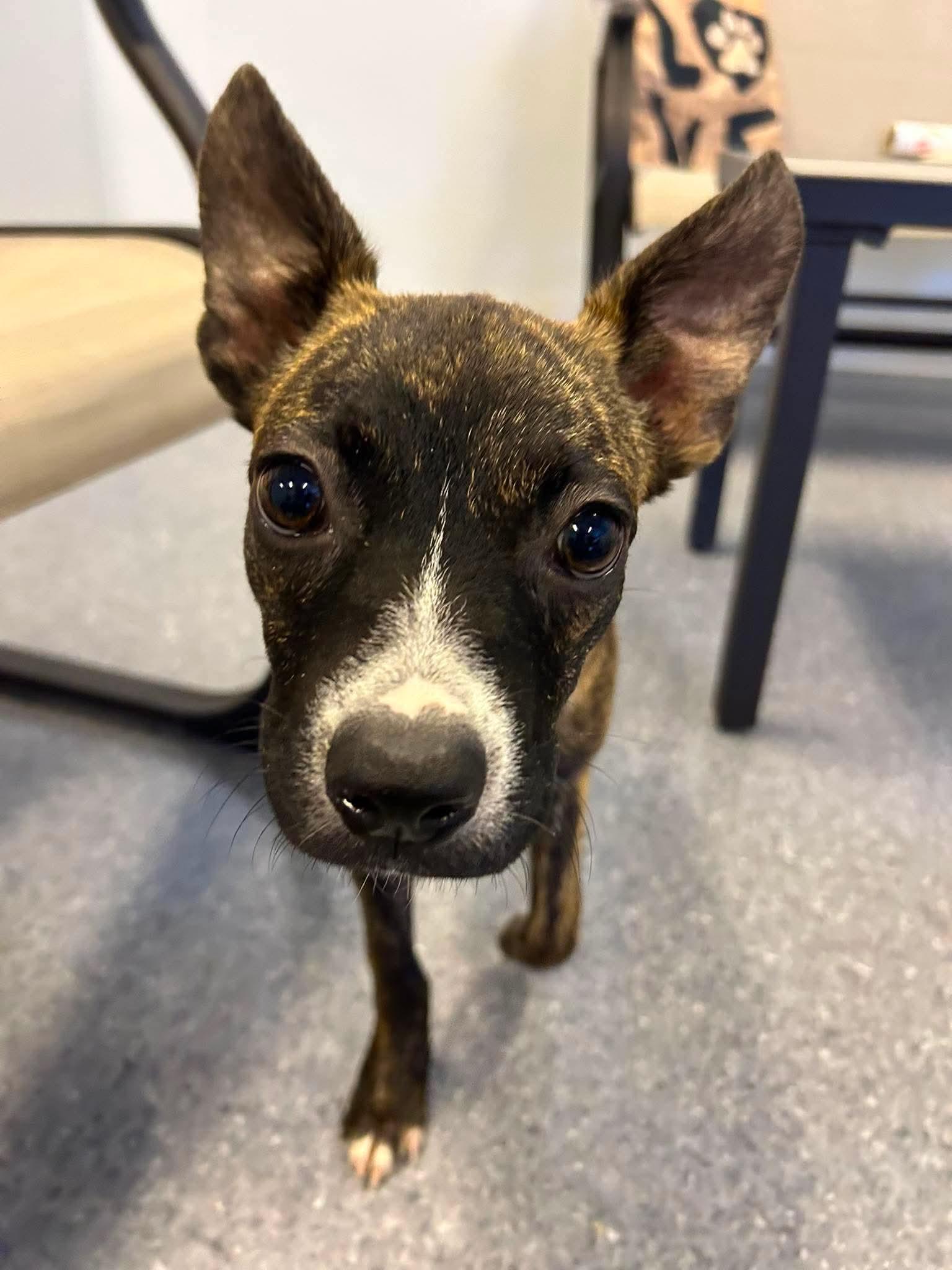 Enlarge Jolene, a Adoptable Boston Terrier in Steeleville, IL image 3/3