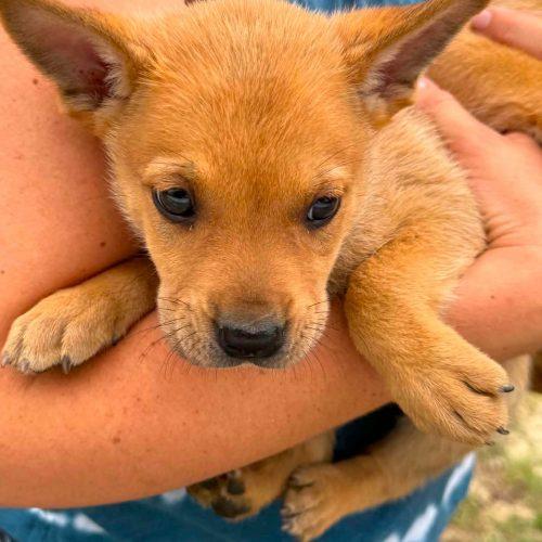 Chase, Adoptable, Puppy Male Shepherd & Labrador Retriever.