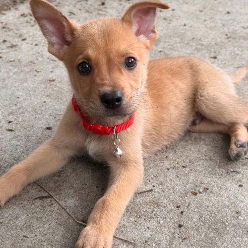 Chase, a Adoptable mixed breed in Sanford, NC image 2/5