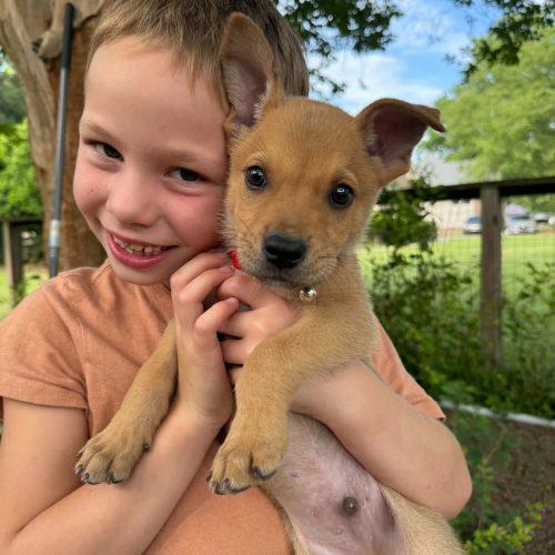 Chase, a Adoptable mixed breed in Sanford, NC image 3/5