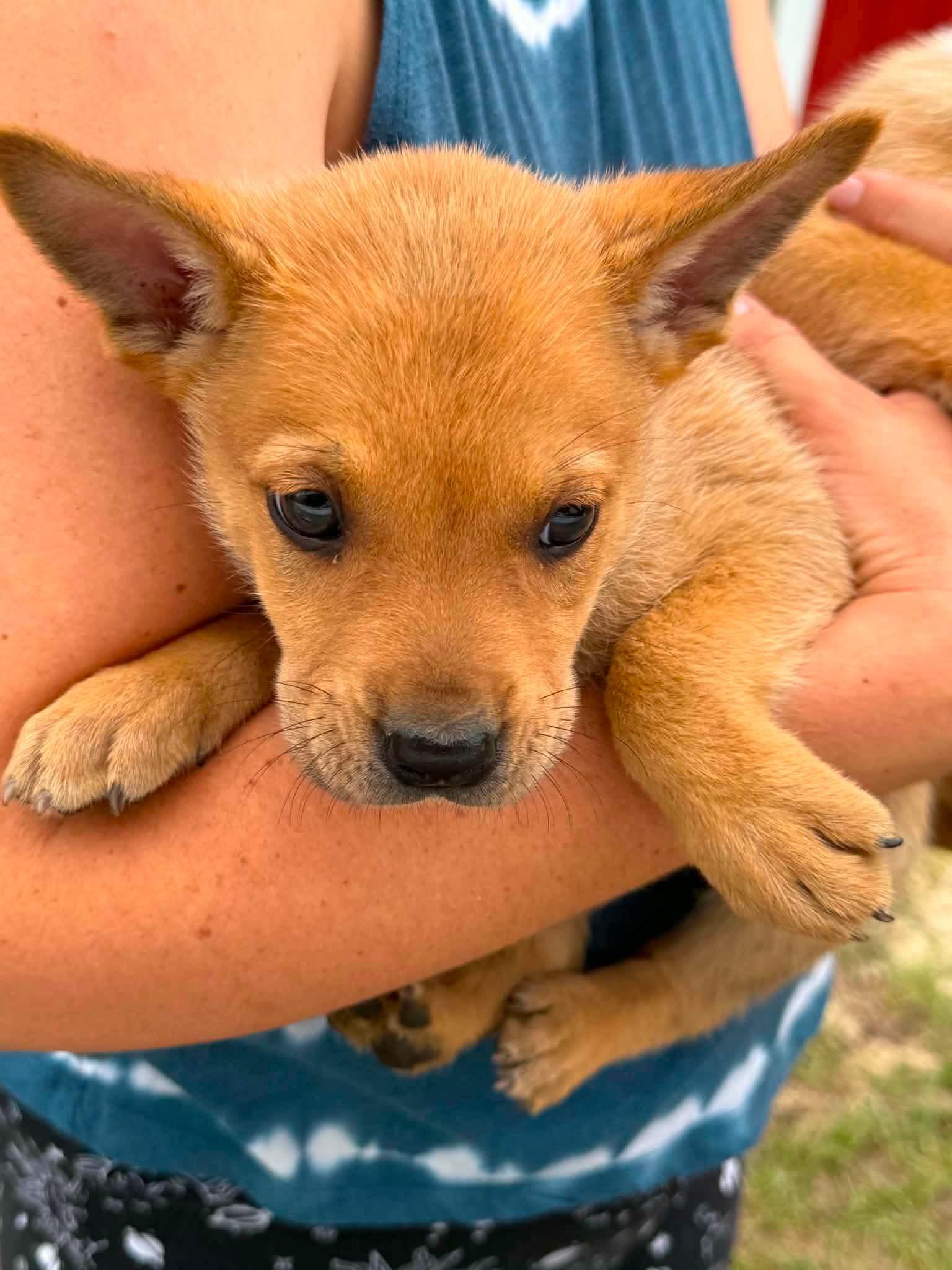 Chase, a Adoptable mixed breed in Sanford, NC image 4/5