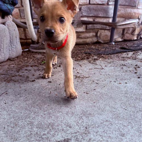Chase, a Adoptable mixed breed in Sanford, NC image 5/5