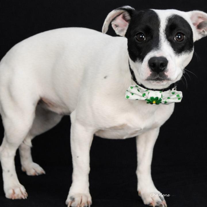 Volly, Adoptable, Adult Female Jack Russell Terrier.