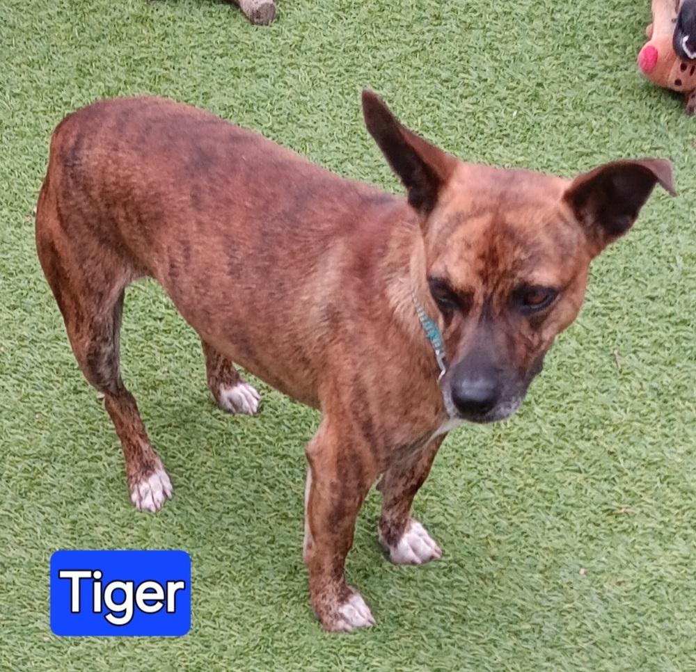 Tiger, Adoptable, Young Male Chihuahua.