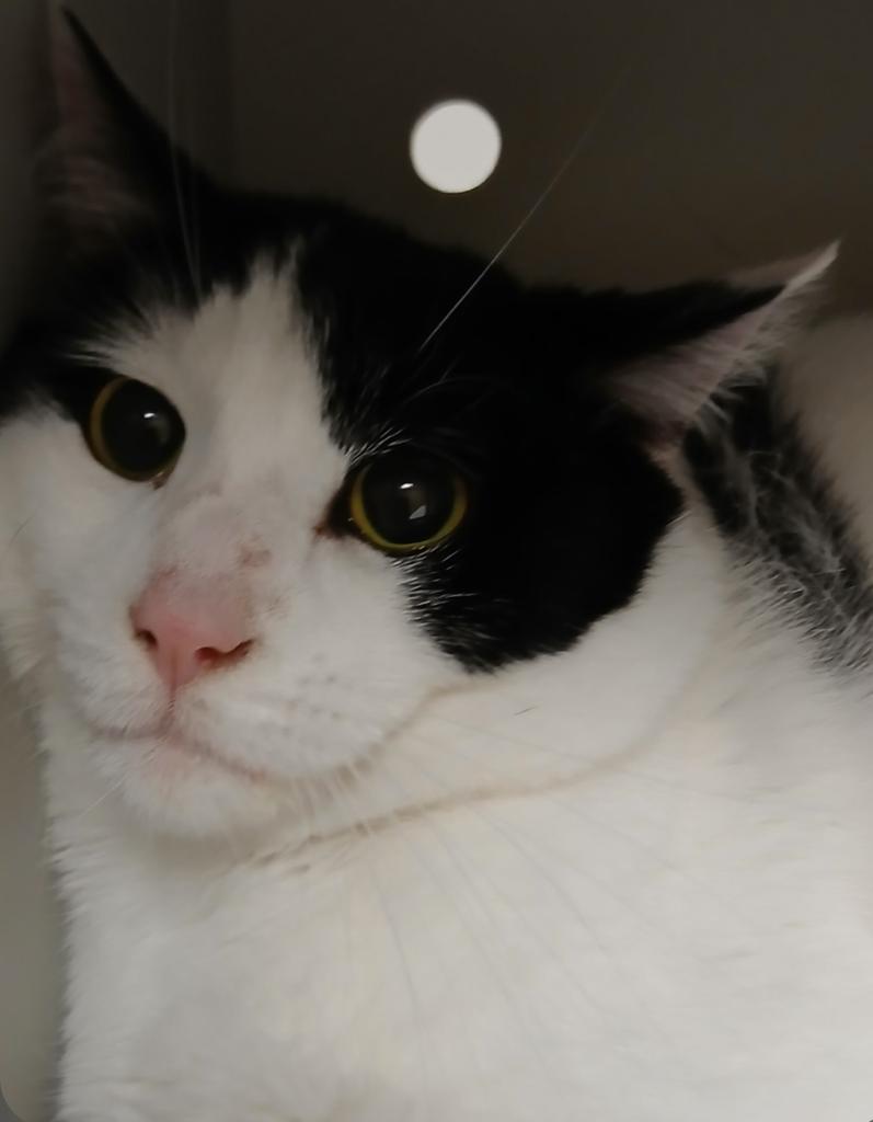 Sly, Adoptable, Kitten Male Domestic Short Hair.