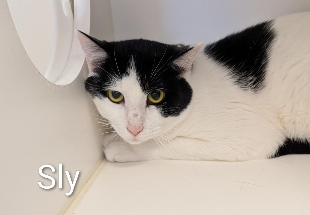 Sly, a Adoptable mixed breed in Greenfield, IN image 2/2