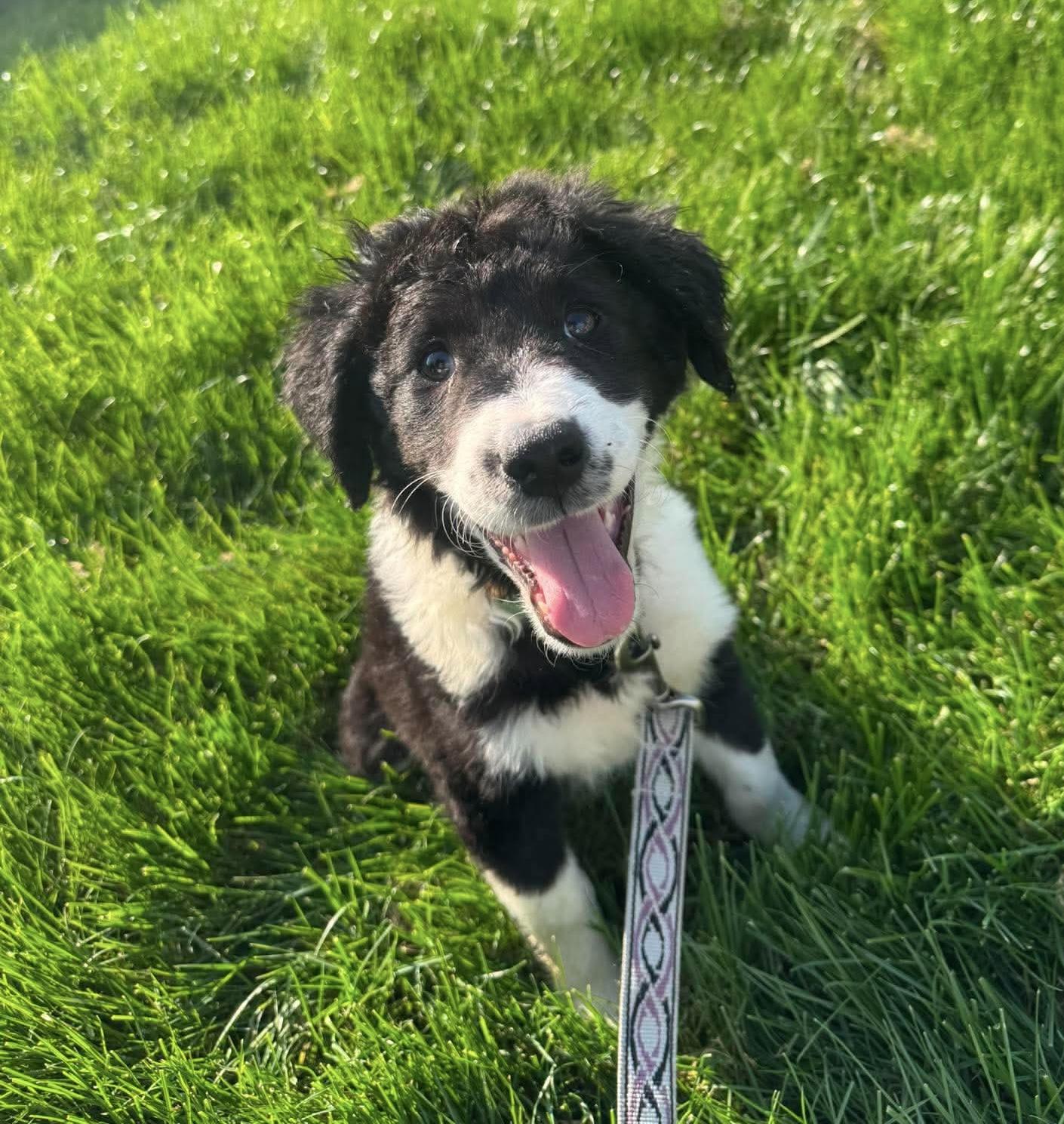 Enlarge Venus, a ADOPTABLE Mixed Breed in Bethlehem, PA image 1/4