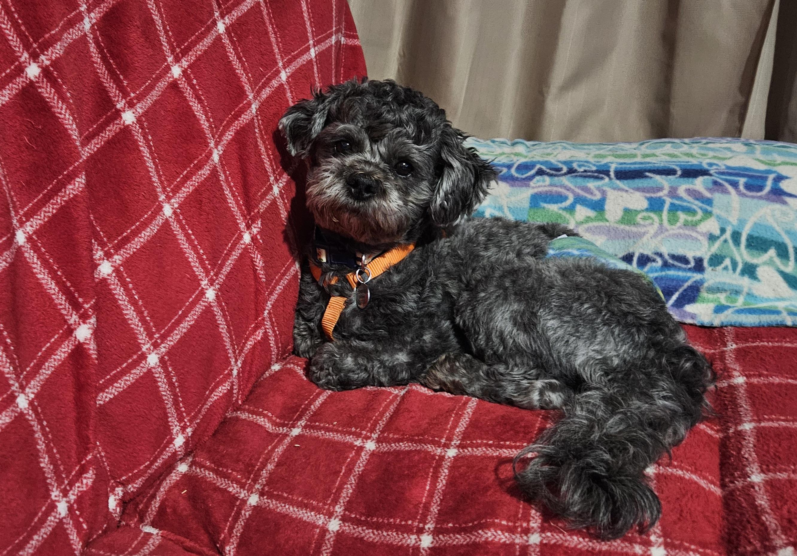 Enlarge Yogi, a ADOPTABLE mixed breed in Schofield, WI image 1/2