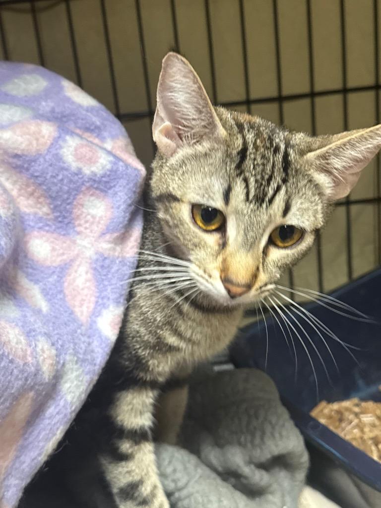 Enlarge Wallen, a Adoptable mixed breed in Olean, NY image 1/4