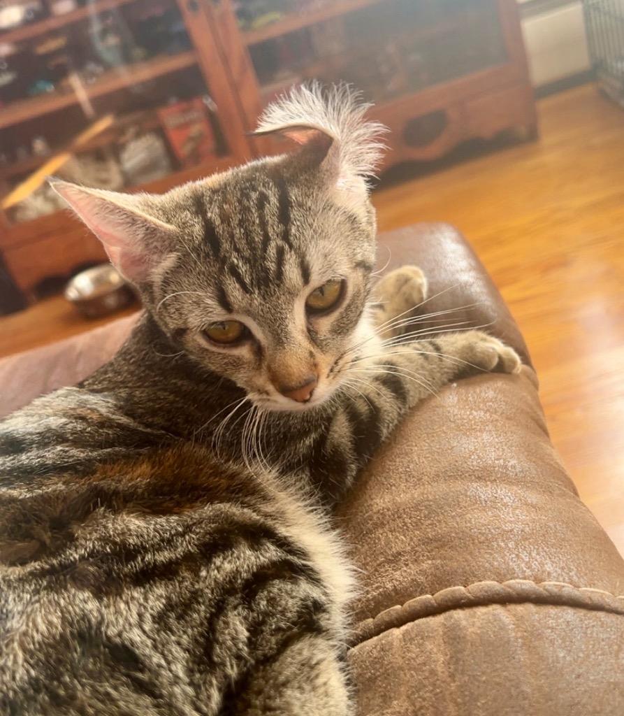 Enlarge Wallen, a Adoptable mixed breed in Olean, NY image 2/4