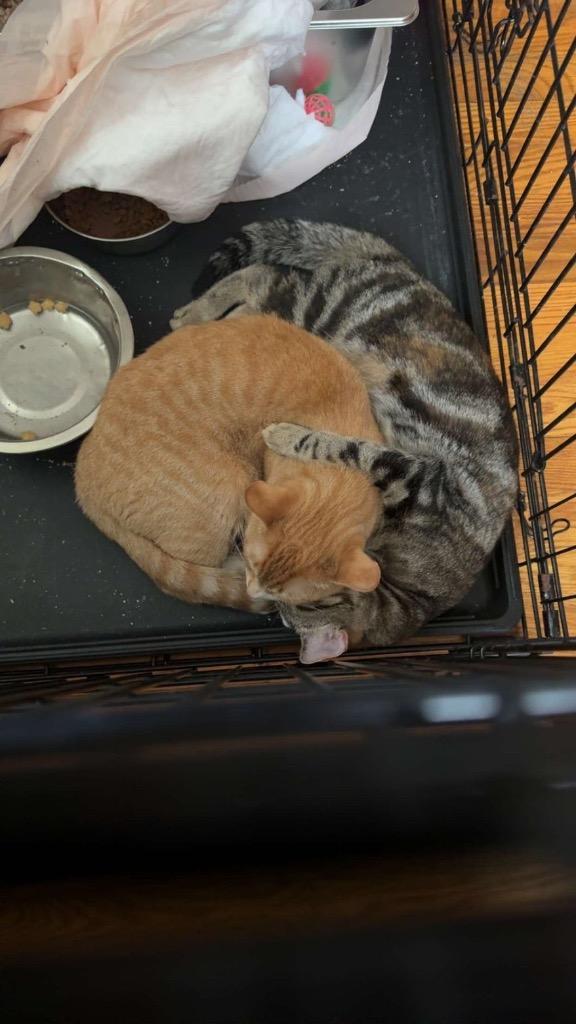 Enlarge Wallen, a Adoptable mixed breed in Olean, NY image 3/4