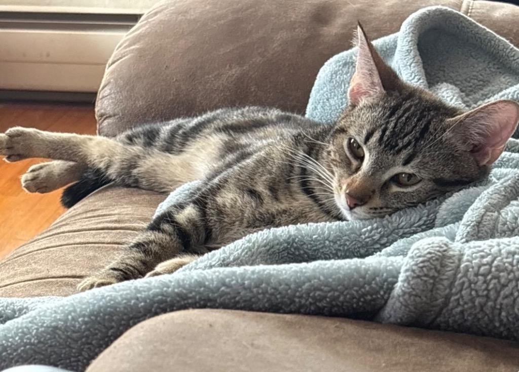 Enlarge Wallen, a Adoptable mixed breed in Olean, NY image 4/4