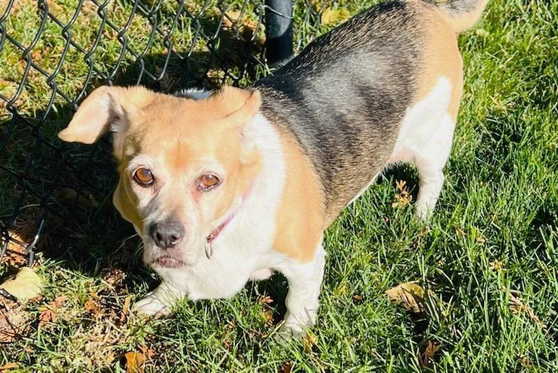 Marley, Adopted, Senior Female Beagle & Pekingese.