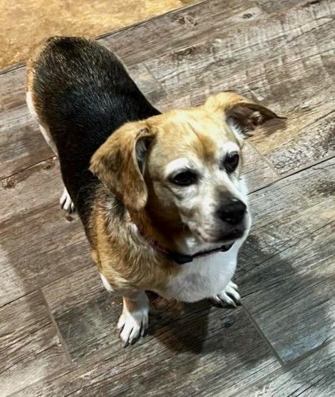 Enlarge Marley, a Adopted mixed breed in Lisbon, IA image 2/6