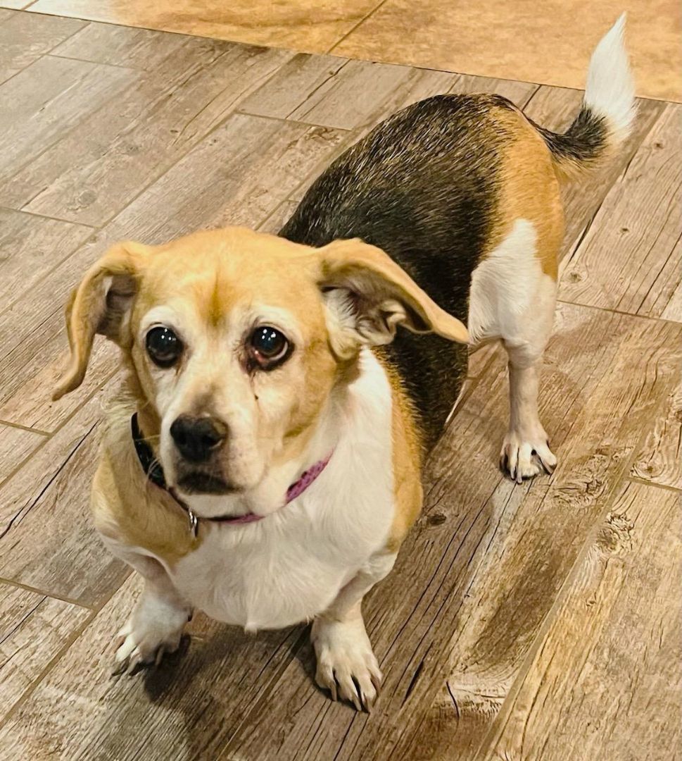 Enlarge Marley, a Adopted mixed breed in Lisbon, IA image 4/6