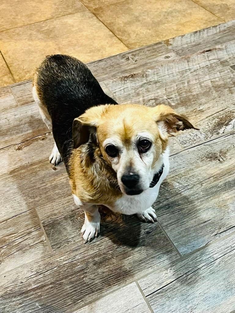 Enlarge Marley, a Adopted mixed breed in Lisbon, IA image 5/6