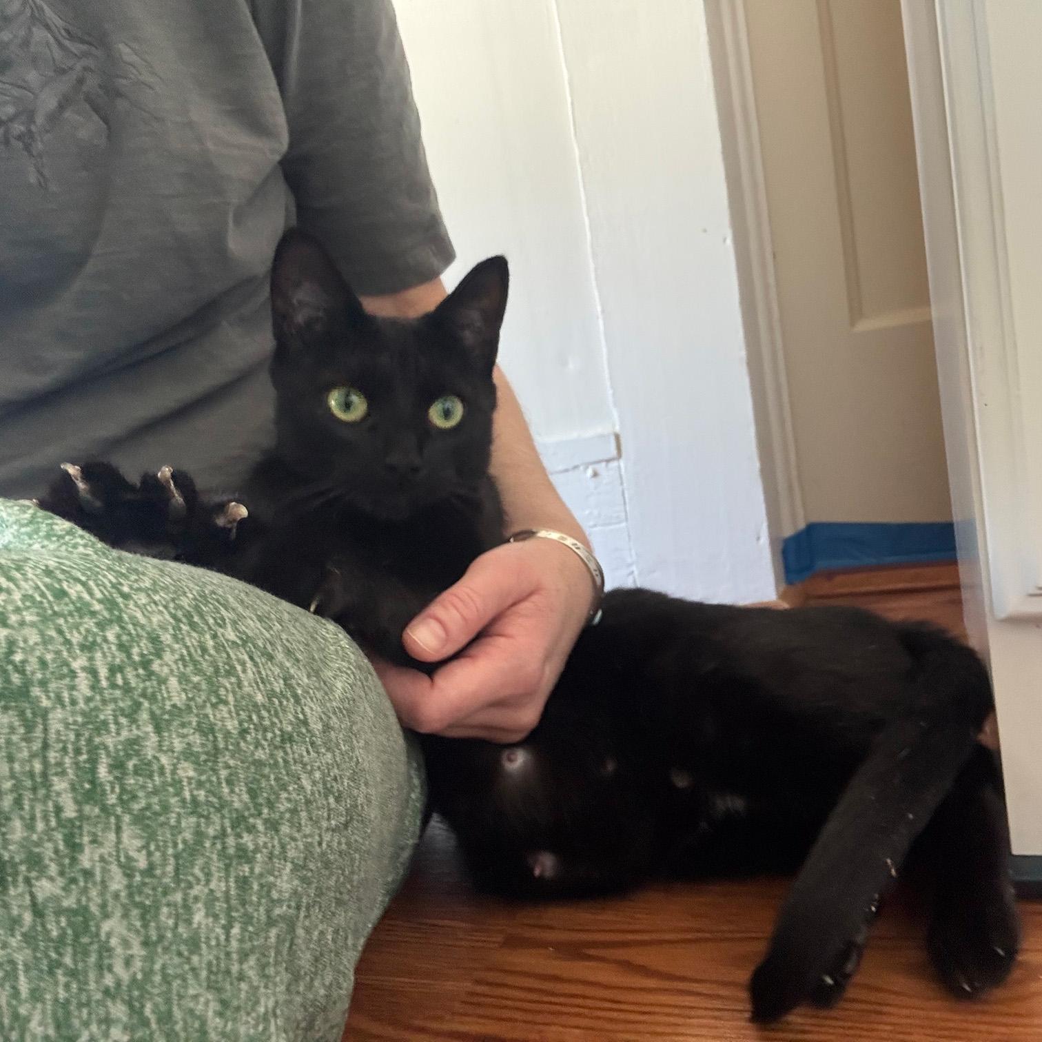 Kaia, a Adoptable Domestic Short Hair in Fair Haven, VT image 1/6